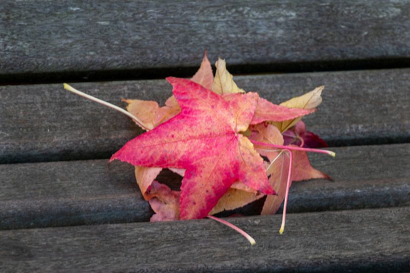 Feuilles d'érable sur un banc par Ralf Bankert