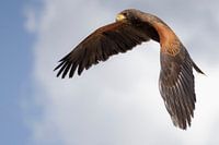 Woestijnbuizerd