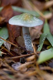 Mushroom #08 by Jan van den Broek 2BHAPPY4EVER