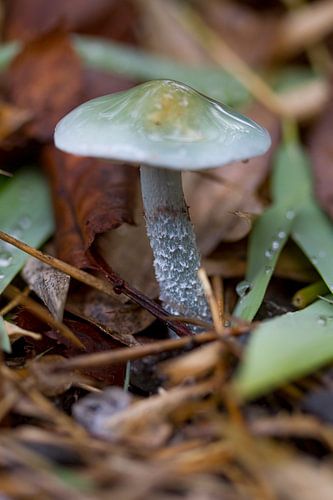 Paddenstoel #008