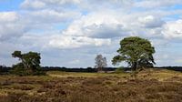 Twee dennen op een heideveld van Gerard de Zwaan thumbnail