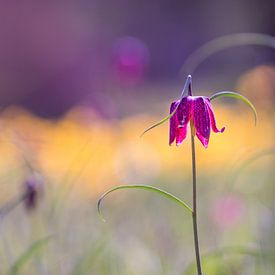 Kievitsbloemen in een veld van Esther van Lottum-Heringa