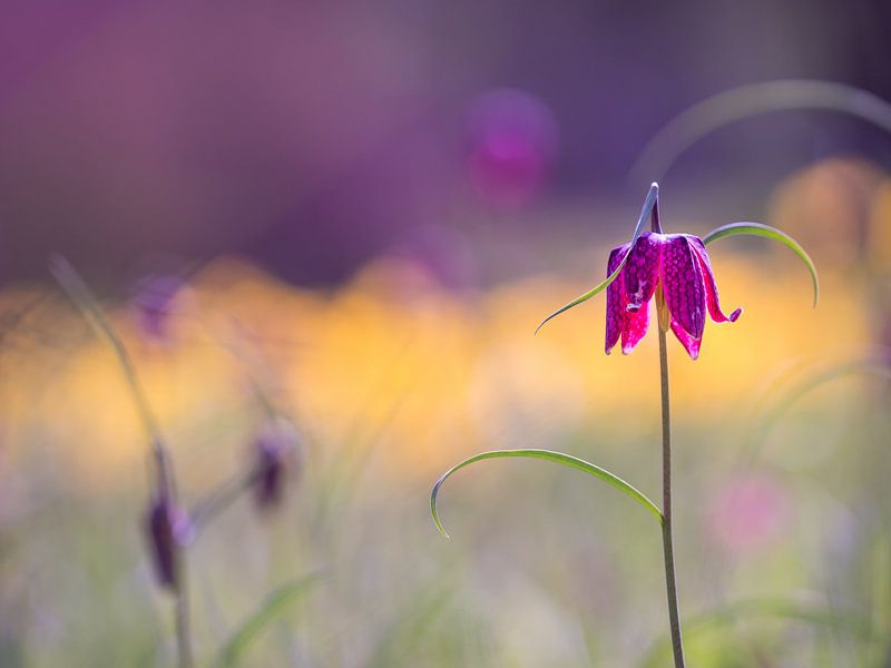 Kievitsbloemen in een veld by Esther van Lottum-Heringa