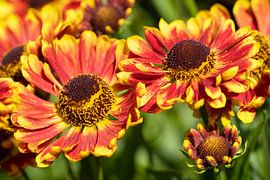 Sonnenbraut, Helenium