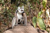 Ring-tailed lemur with young by Antwan Janssen thumbnail