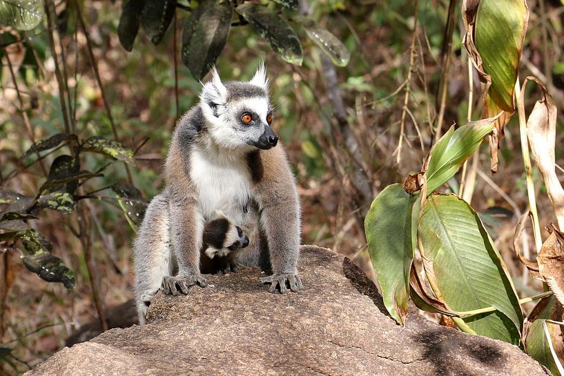 Ring-tailed lemur with young by Antwan Janssen