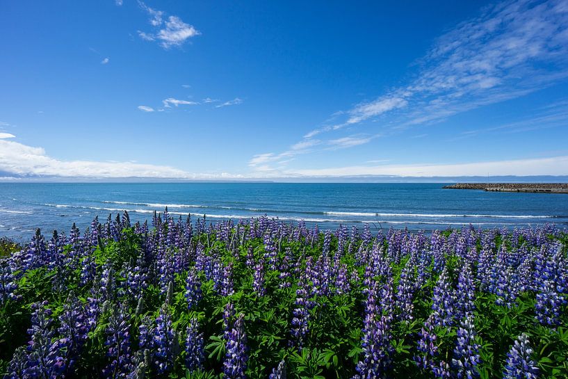 Iceland - Purple lupine flower field with ocean in background by adventure-photos