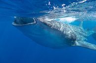 Whaleshark in Mexico von Daniëlle van der meule Miniaturansicht