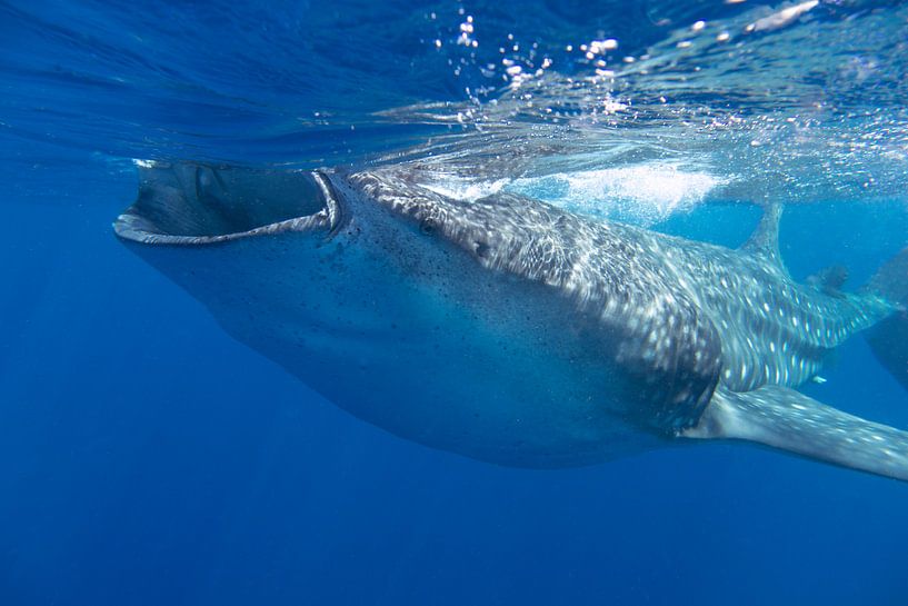 Whaleshark in Mexico von Daniëlle van der meule