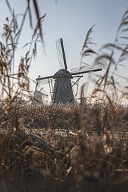 Happy three friends by Cindy Dijksman