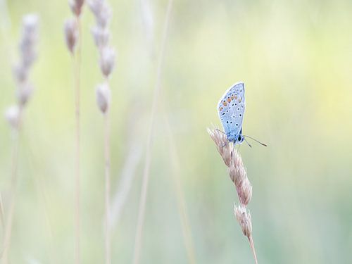 Icarusblauwtje 2