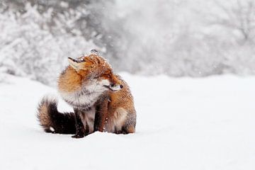 Fuchs in einem verschneiten Winterwunderland von Roeselien Raimond