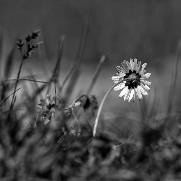Margriet  par Lia Perquin