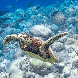 Sea turtle by Tilo Grellmann