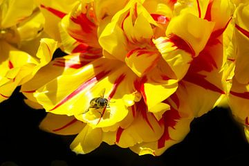 Honingbij op een gele tulp van Cor Brugman