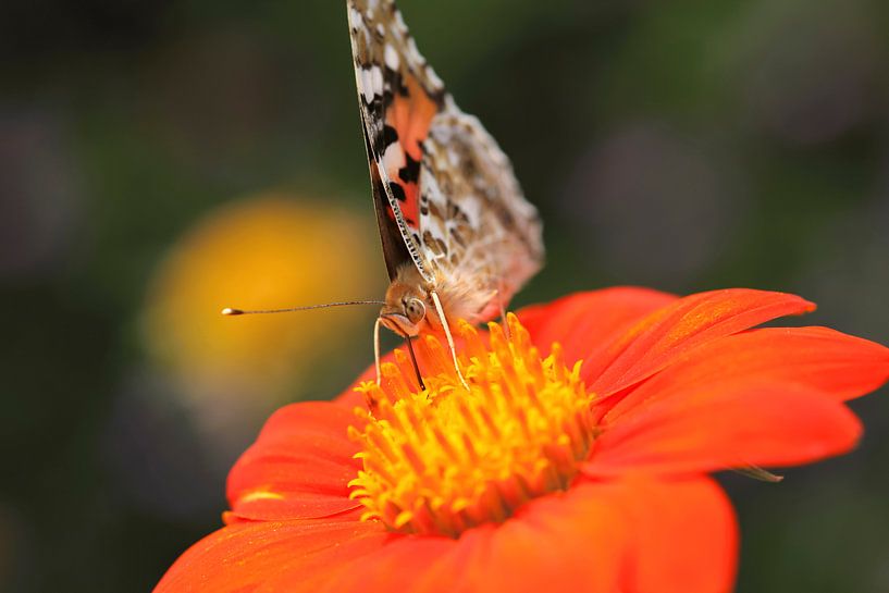 Schmetterling von Thomas Jäger
