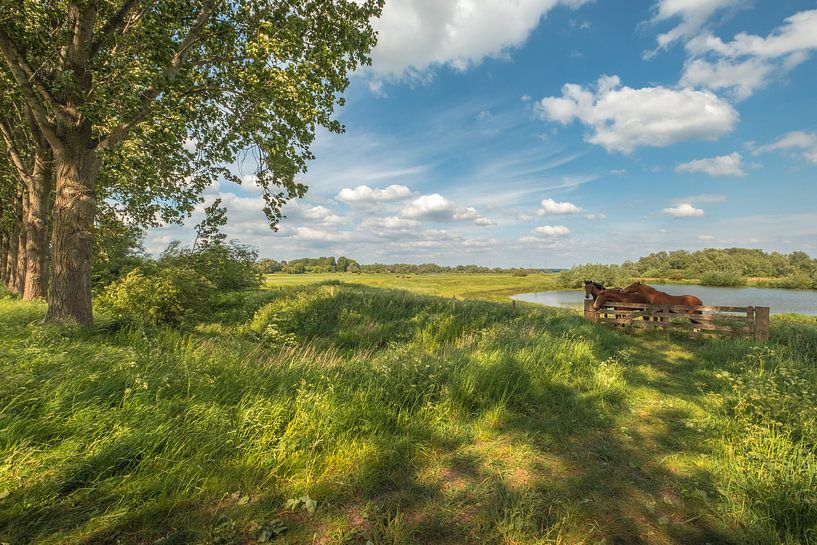 Horses in Dutch landscape by Moetwil en van Dijk - Fotografie