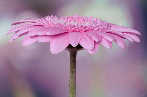 The magic of the gerbera