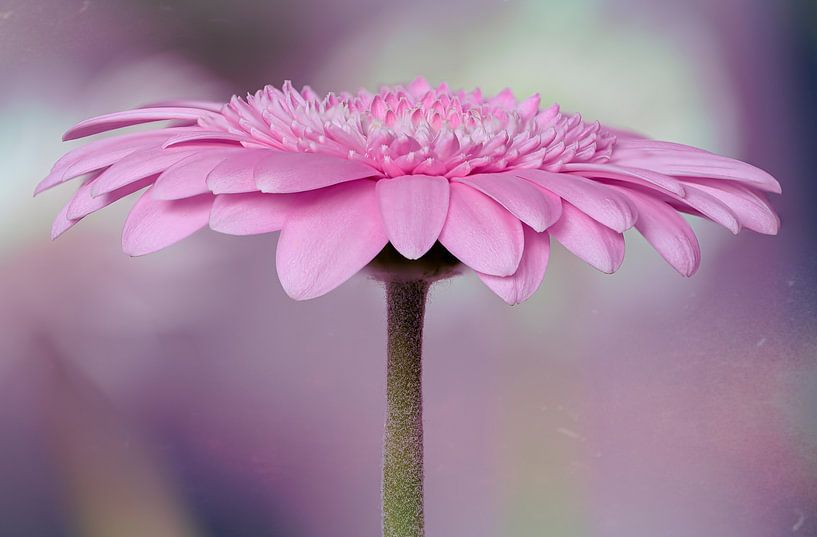 Der Zauber der Gerbera von Peter Bartelings
