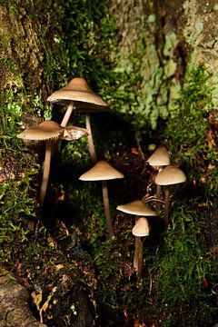 Kleine paddenstoelen aan een boomstam