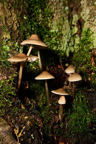 Petits champignons sur un tronc d'arbre par Gerard de Zwaan