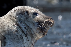 Harbor Seal Profile in Bright Sunlight