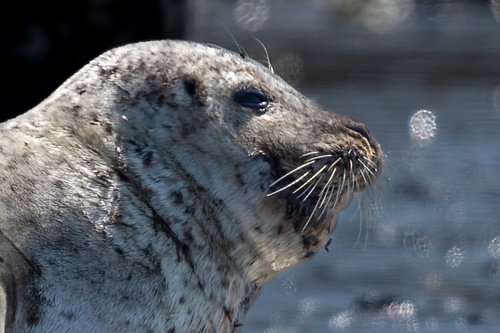 Harbor Seal Profile in Bright Sunlight