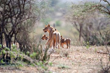 Leeuwin met welpen vol moederliefde tussen de bush van Samburu NP., Kenia. van Louis en Astrid Drent Fotografie
