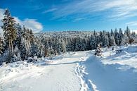 Korte winterwandeling rond de besneeuwde Inselsberg bij Brotterode - Thüringen - Duitsland van Oliver Hlavaty thumbnail