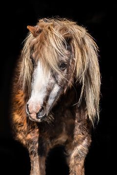 Pino von Eilandkarakters Ameland