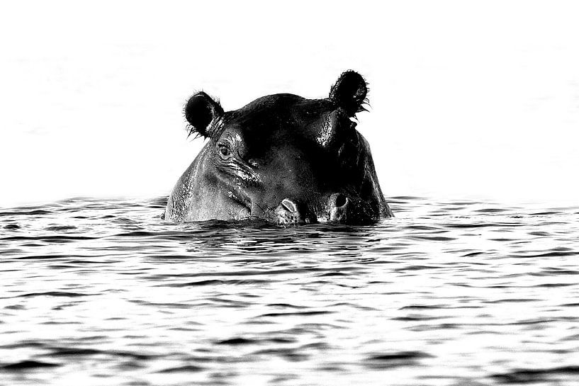 Nijlpaard van Henk Langerak