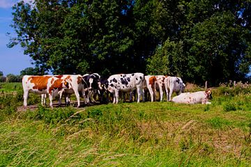Koeien verzamelen achter de bomen in het weiland