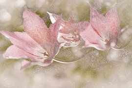 Tulipes. Un monde de rêve romantique. sur Alie Ekkelenkamp