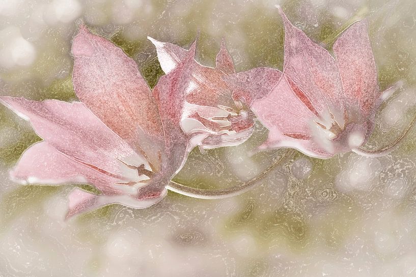 Tulipes. Un monde de rêve romantique. par Alie Ekkelenkamp