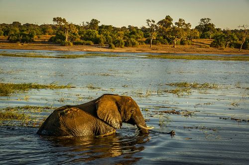 Swimming elephant