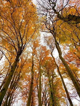 Herfstkleuren in Elstwout van Apple Brenner