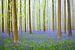 Blauglockenhügel in einem Buchenwald an einem Frühlingsmorgen von Sjoerd van der Wal