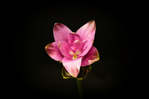 Carcuma. prachtige snijbloem ook wel Thaise tulp genoemd