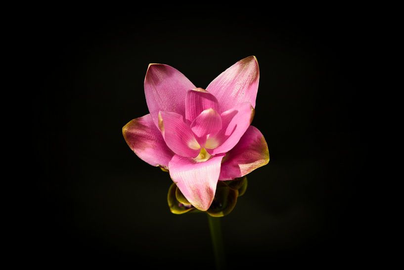 Carcuma. prachtige snijbloem ook wel Thaise tulp genoemd par WeVaFotografie