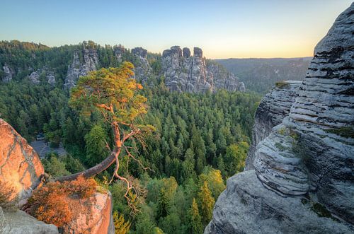 Pine tree at Bastei in Saxon Switzerland