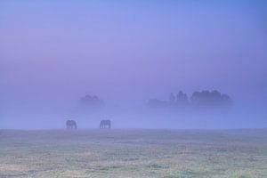 Horses in the fog sur Olha Rohulya