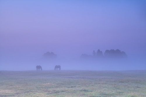 Horses in the fog