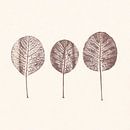 Cotinus Blätter von Cynthia Jagtman Miniaturansicht