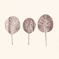 Cotinus leaves