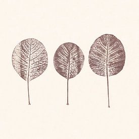 Cotinus leaves by Cynthia Jagtman