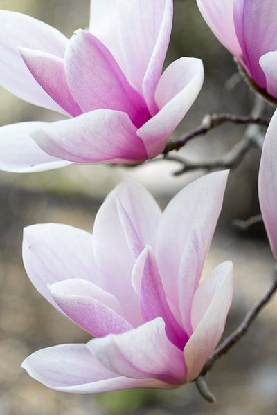 Magnoliabloesem in de lente van Martina Weidner