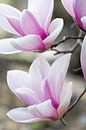 Magnoliabloesem in de lente van Martina Weidner thumbnail
