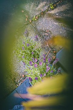 Lavendel in focus