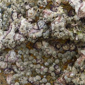 Close-up of barnacles and mussel shells by WeltReisender Magazin