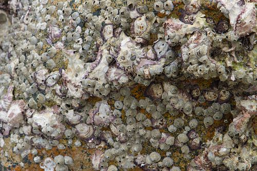 Nahaufnahme von Seepocken und Muschelschalen